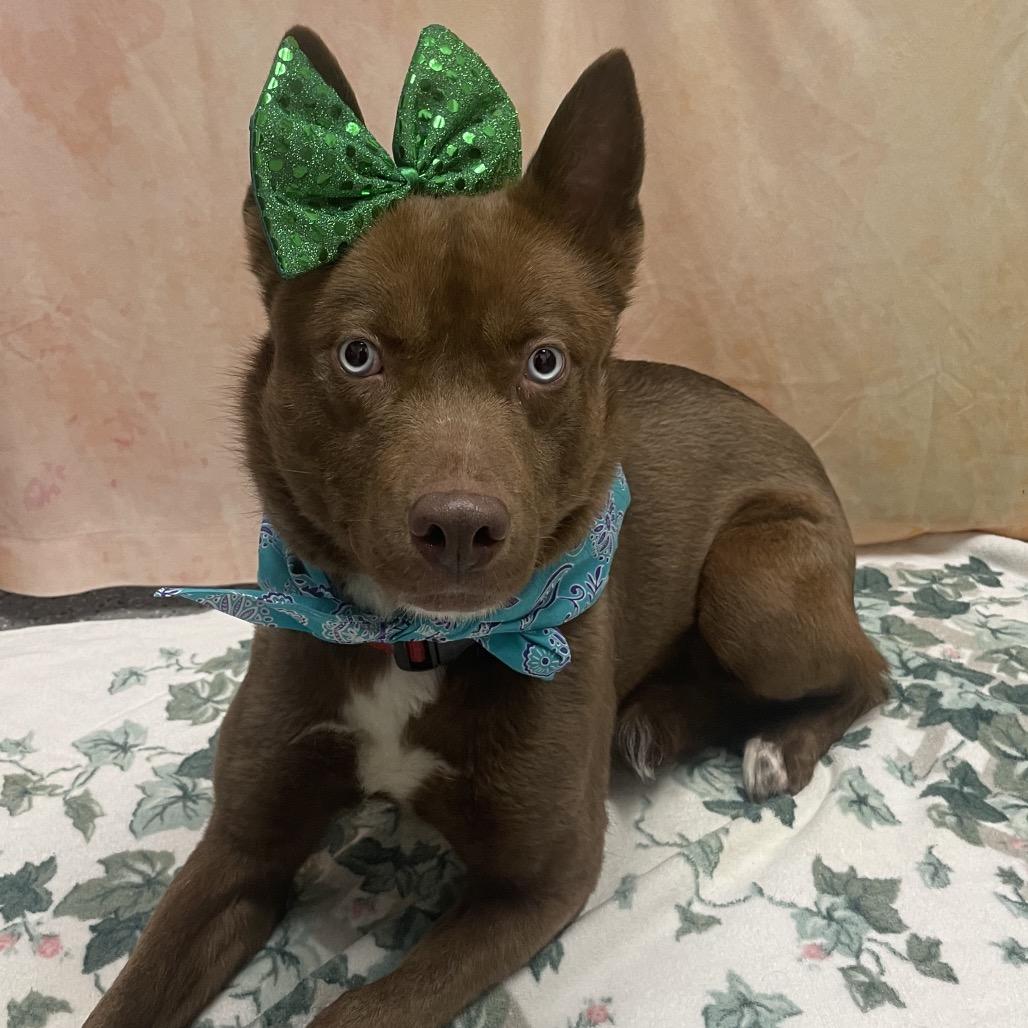 Enlarge Elphaba aka Elphie, a Adoptable mixed breed in Henderson, NV image 1/4