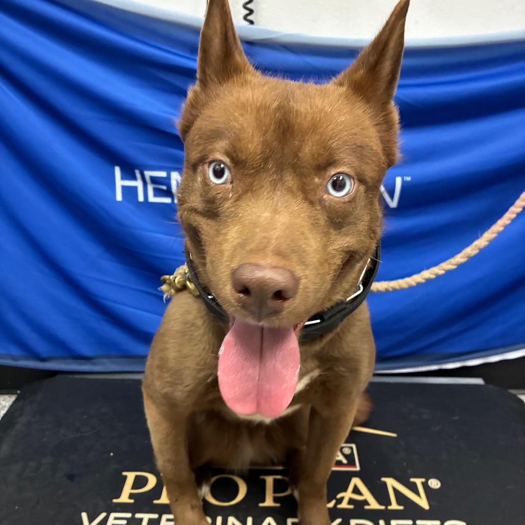 Enlarge Elphaba aka Elphie, a Adoptable mixed breed in Henderson, NV image 2/4