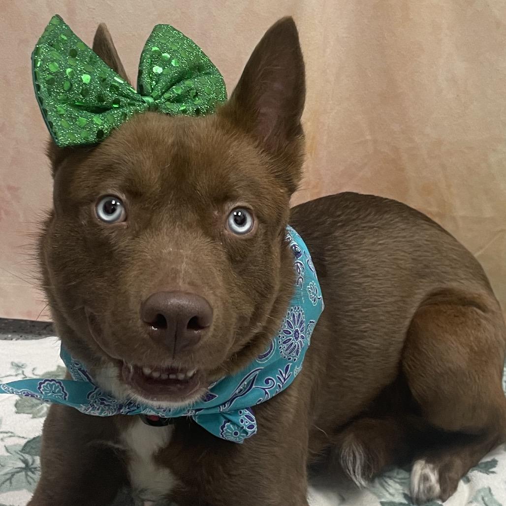 Enlarge Elphaba aka Elphie, a Adoptable mixed breed in Henderson, NV image 3/4