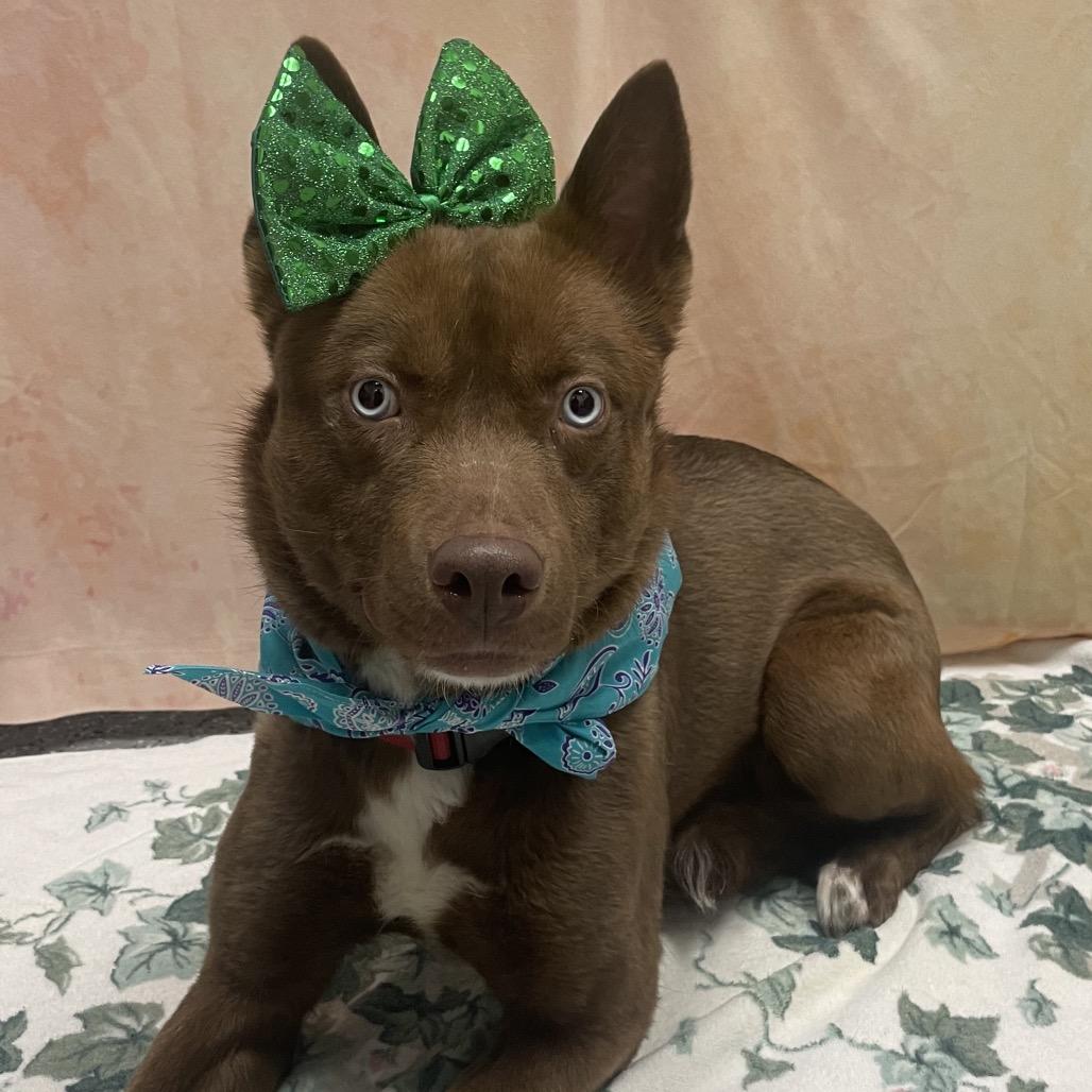 Enlarge Elphaba aka Elphie, a Adoptable mixed breed in Henderson, NV image 4/4