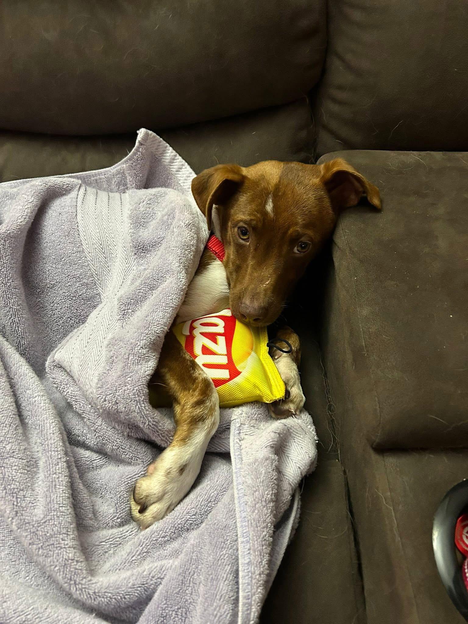 Enlarge Ryan Trixie *LOCAL*, a Adopted mixed breed in Wakefield, RI image 1/3