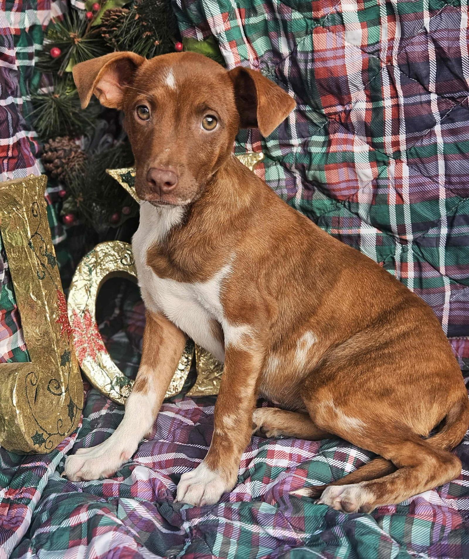 Ryan Trixie *LOCAL*, Adoptable, Puppy Male Dachshund & Vizsla.