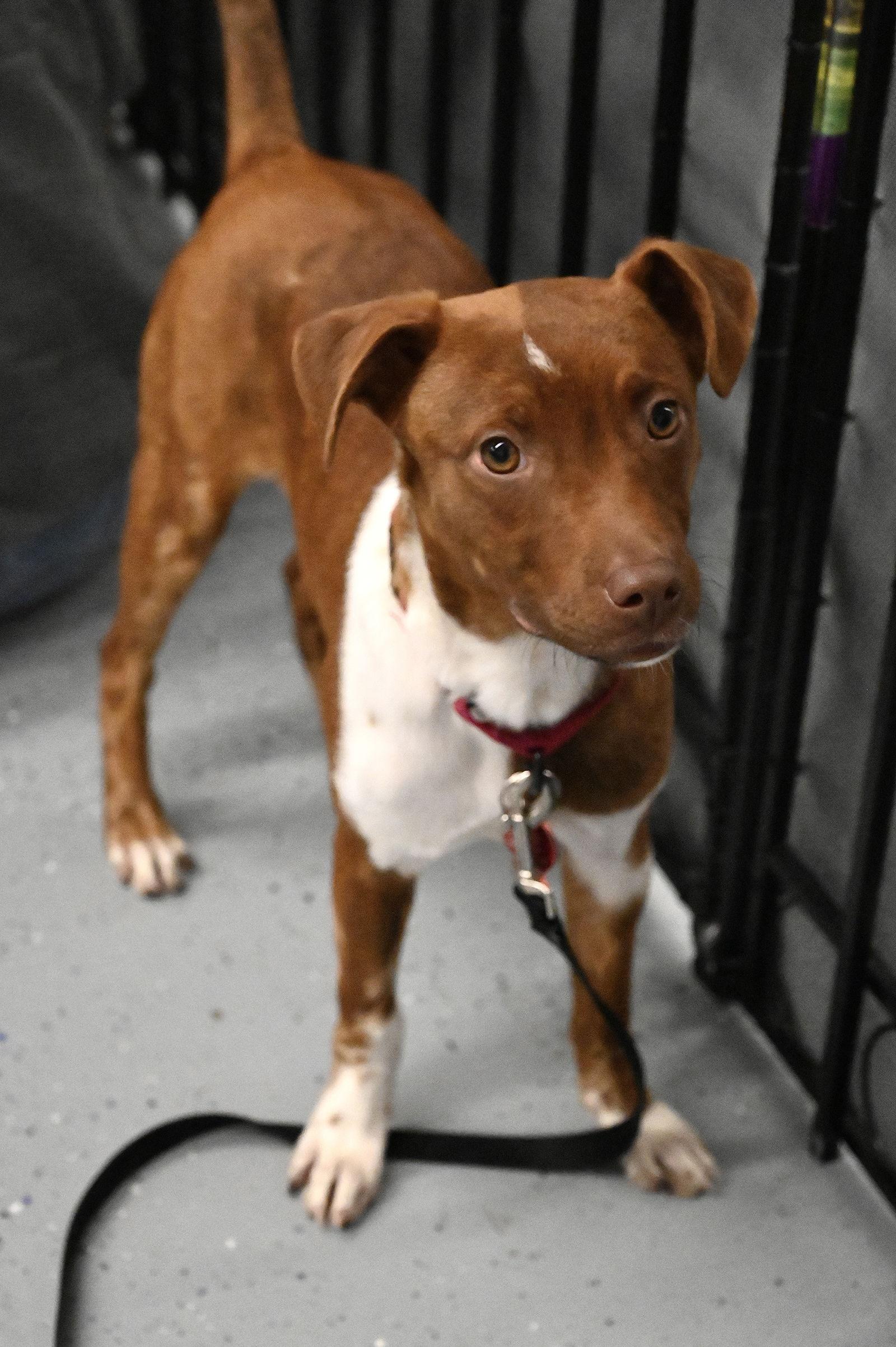 Enlarge Ryan Trixie *LOCAL*, a Adopted mixed breed in Wakefield, RI image 2/3