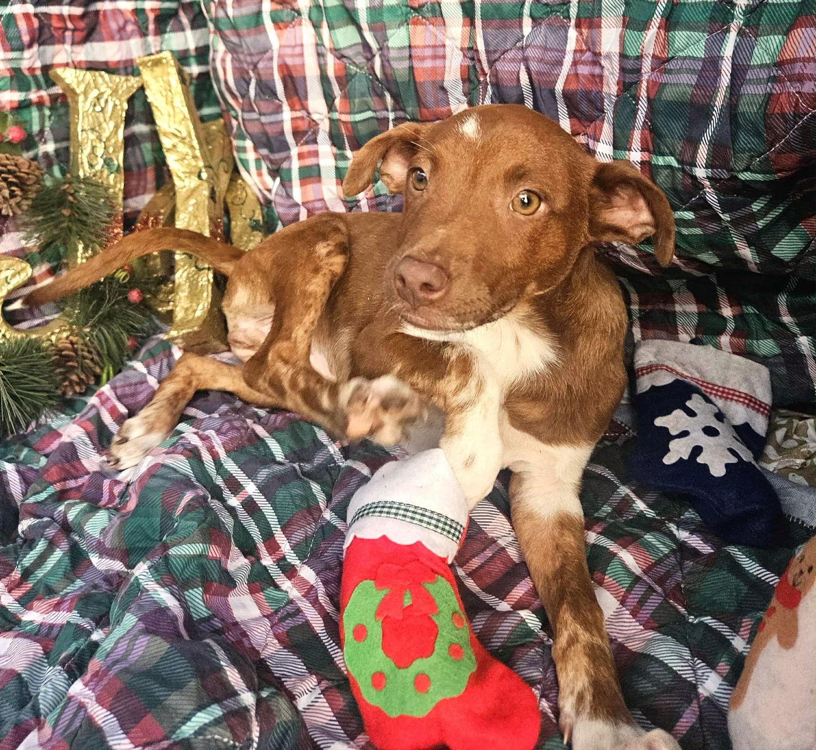 Ryan Trixie, Adoptable, Puppy Male Dachshund & Vizsla.