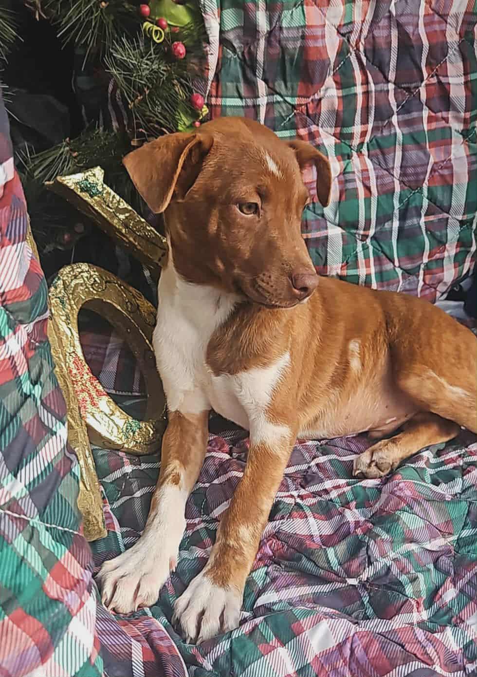 Enlarge Ryan Trixie, a Adoptable mixed breed in Wakefield, RI image 3/3