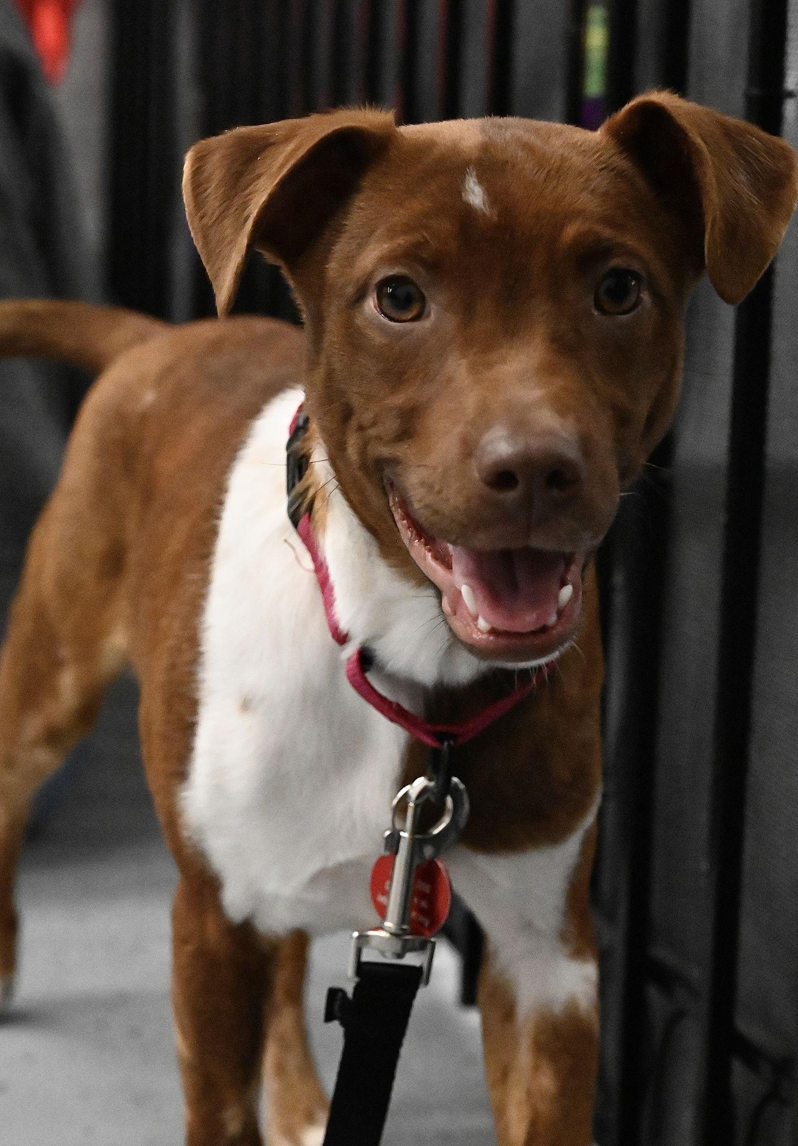 Ryan Trixie Local thumbnail 3