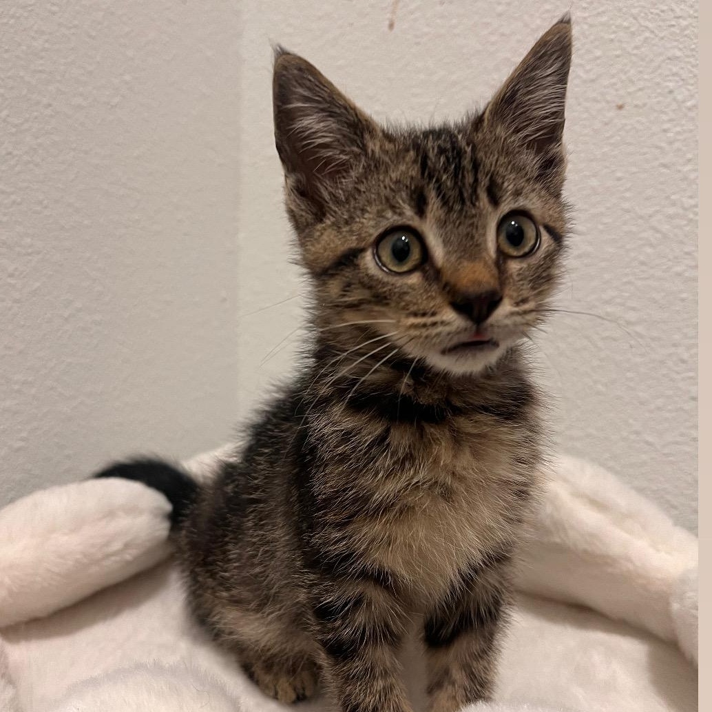 Enlarge Noah, a Adoptable Domestic Short Hair in jacksonville, FL image 6/6