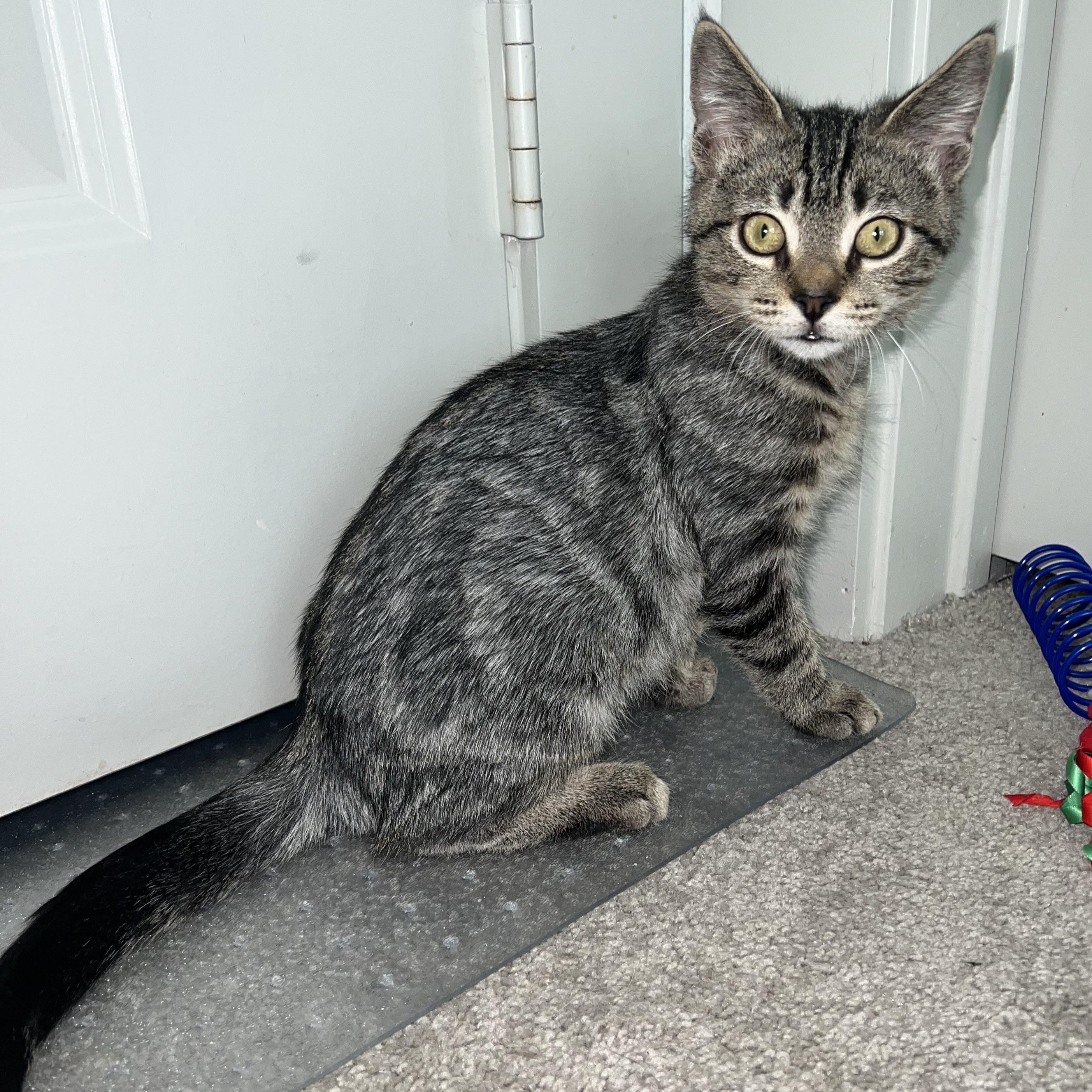 Noah, Adoptable, Kitten Male Domestic Short Hair.