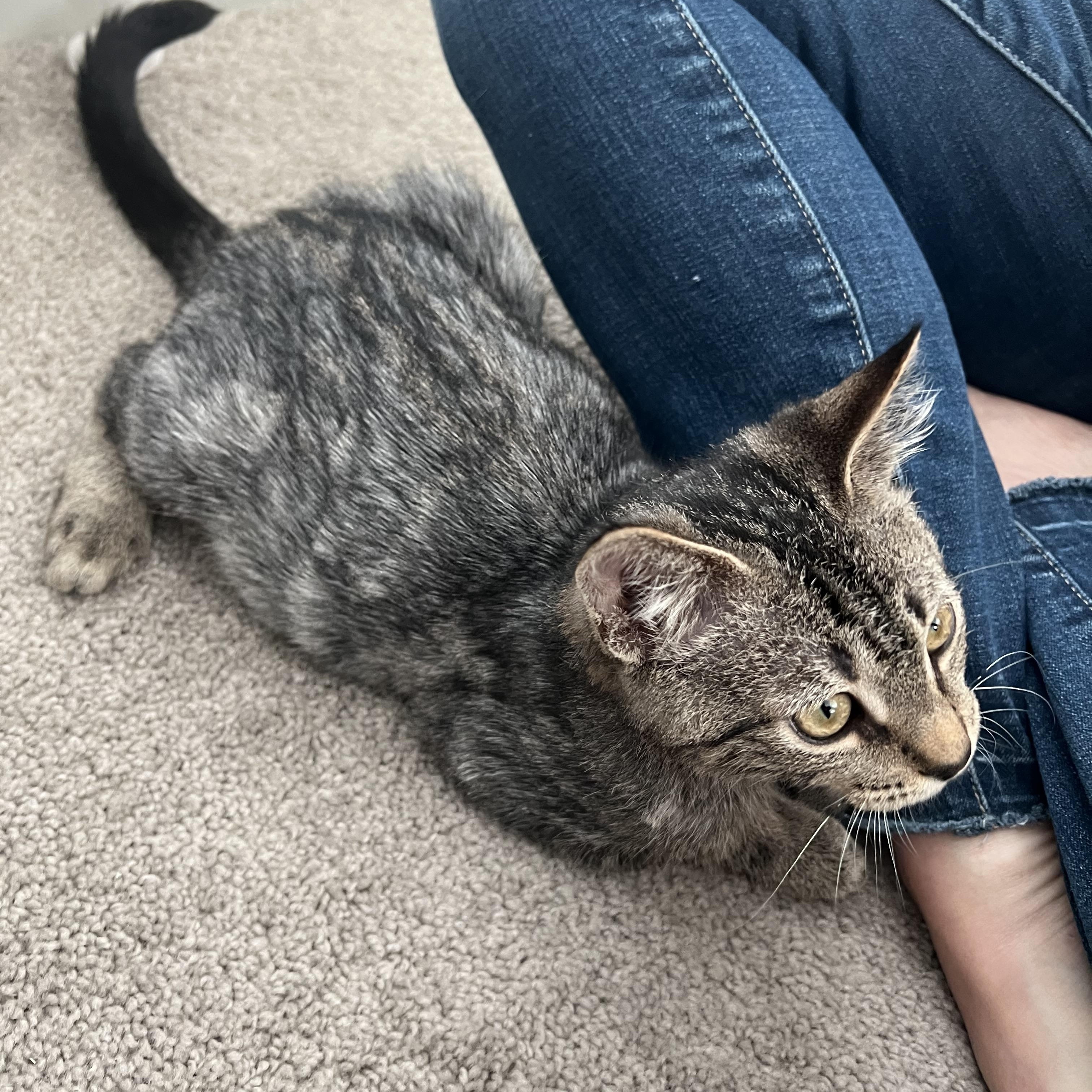 Enlarge Noah, a Adoptable Domestic Short Hair in jacksonville, FL image 2/6