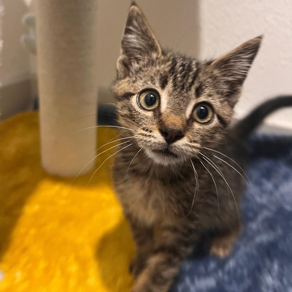 Enlarge Noah, a Adoptable Domestic Short Hair in jacksonville, FL image 5/6