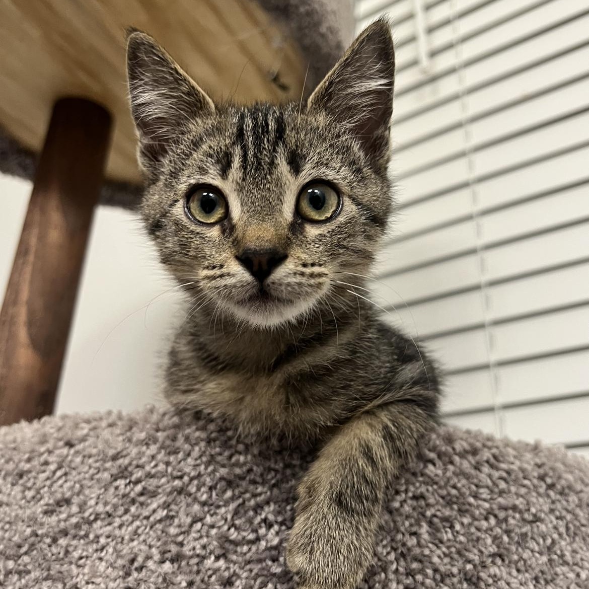 Enlarge Noah, a Adoptable Domestic Short Hair in jacksonville, FL image 4/6