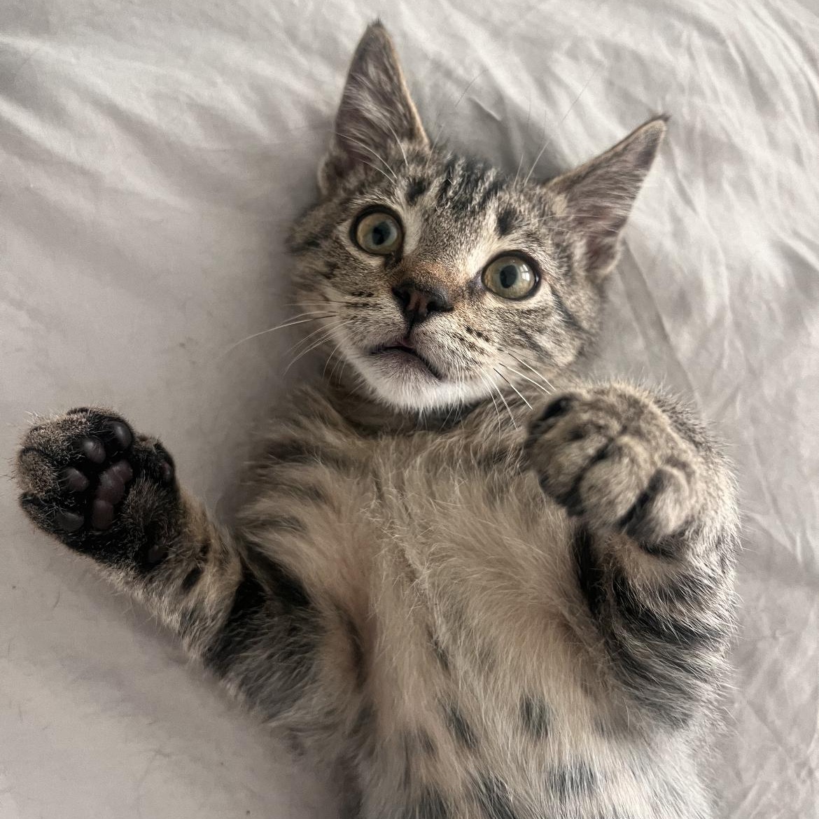 Enlarge Noah, a Adoptable Domestic Short Hair in jacksonville, FL image 3/6