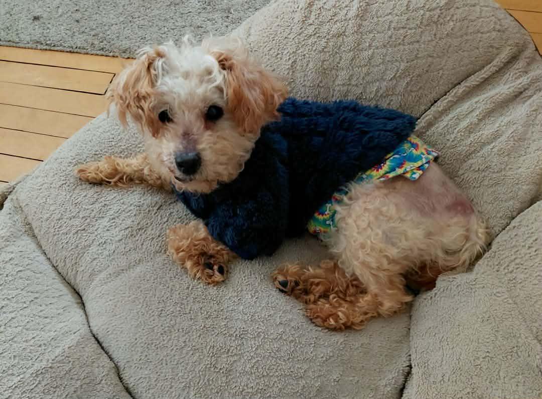 Enlarge Murphy, a Adoptable Miniature Poodle in Toledo, OH image 3/3