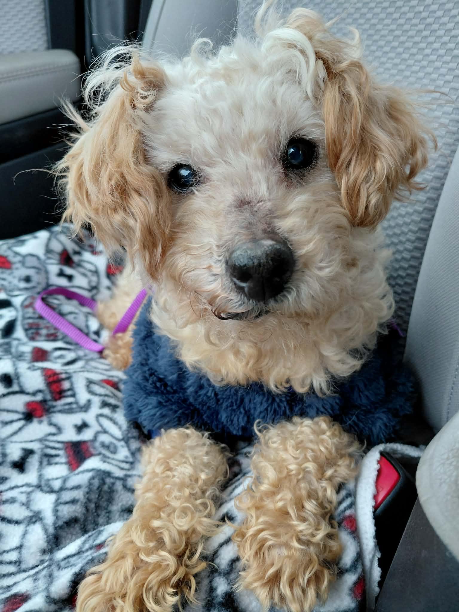 Murphy, Adoptable, Senior Male Miniature Poodle.