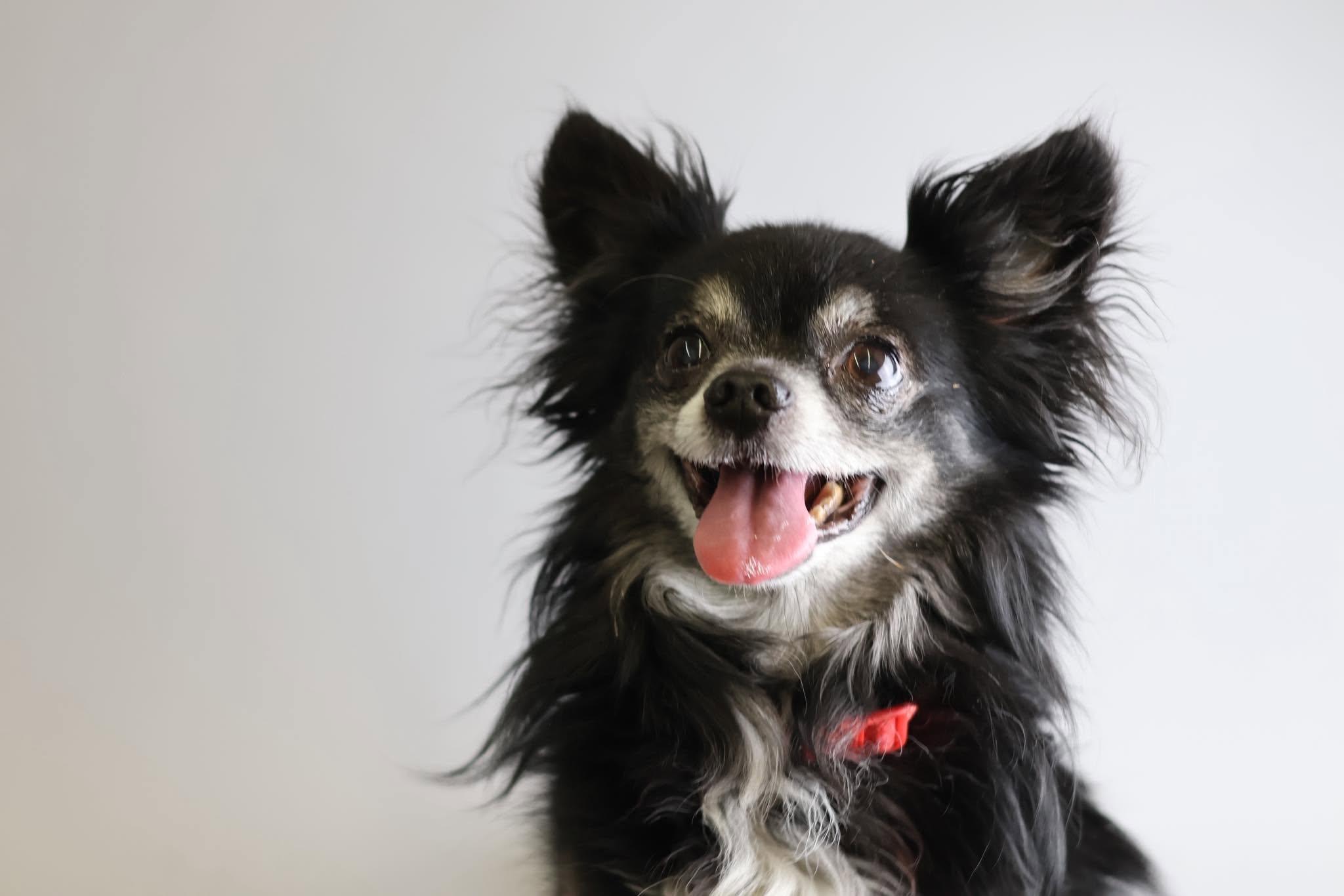 Spike, Adopted, Senior Male Chihuahua.