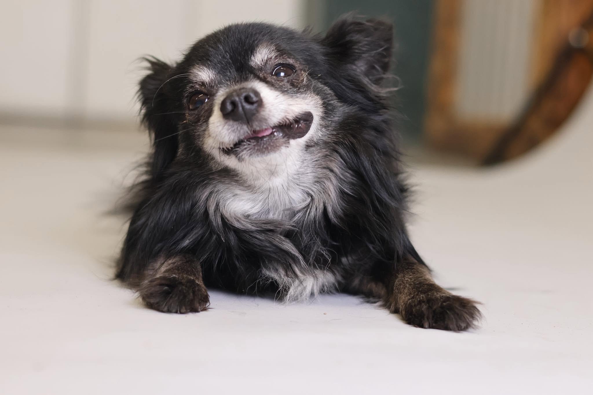 Spike, a Adopted Chihuahua in Crossfield, AB image 2/3