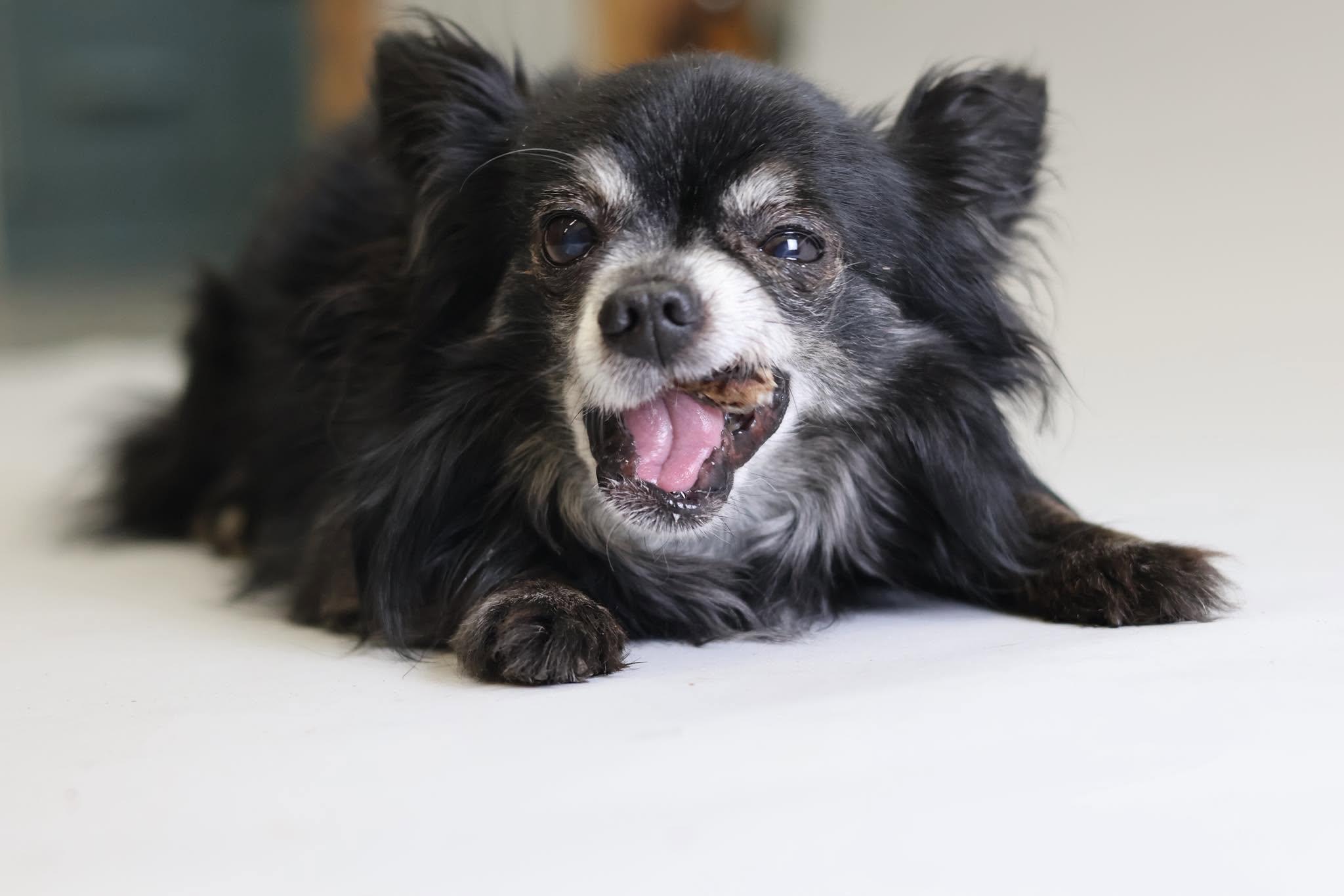 Spike, a Adopted Chihuahua in Crossfield, AB image 3/3
