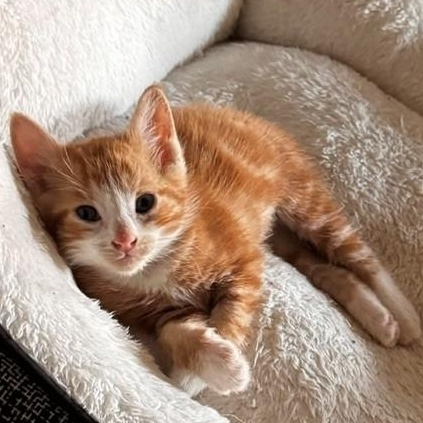 Rafiki, Adopted, Kitten Male Domestic Short Hair.