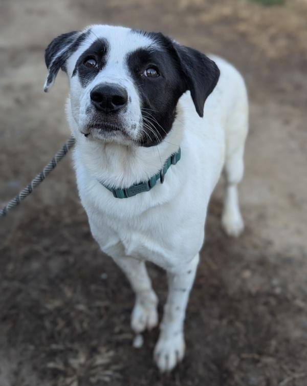 Not Tesla, Adoptable, Young Female Collie & Labrador Retriever.