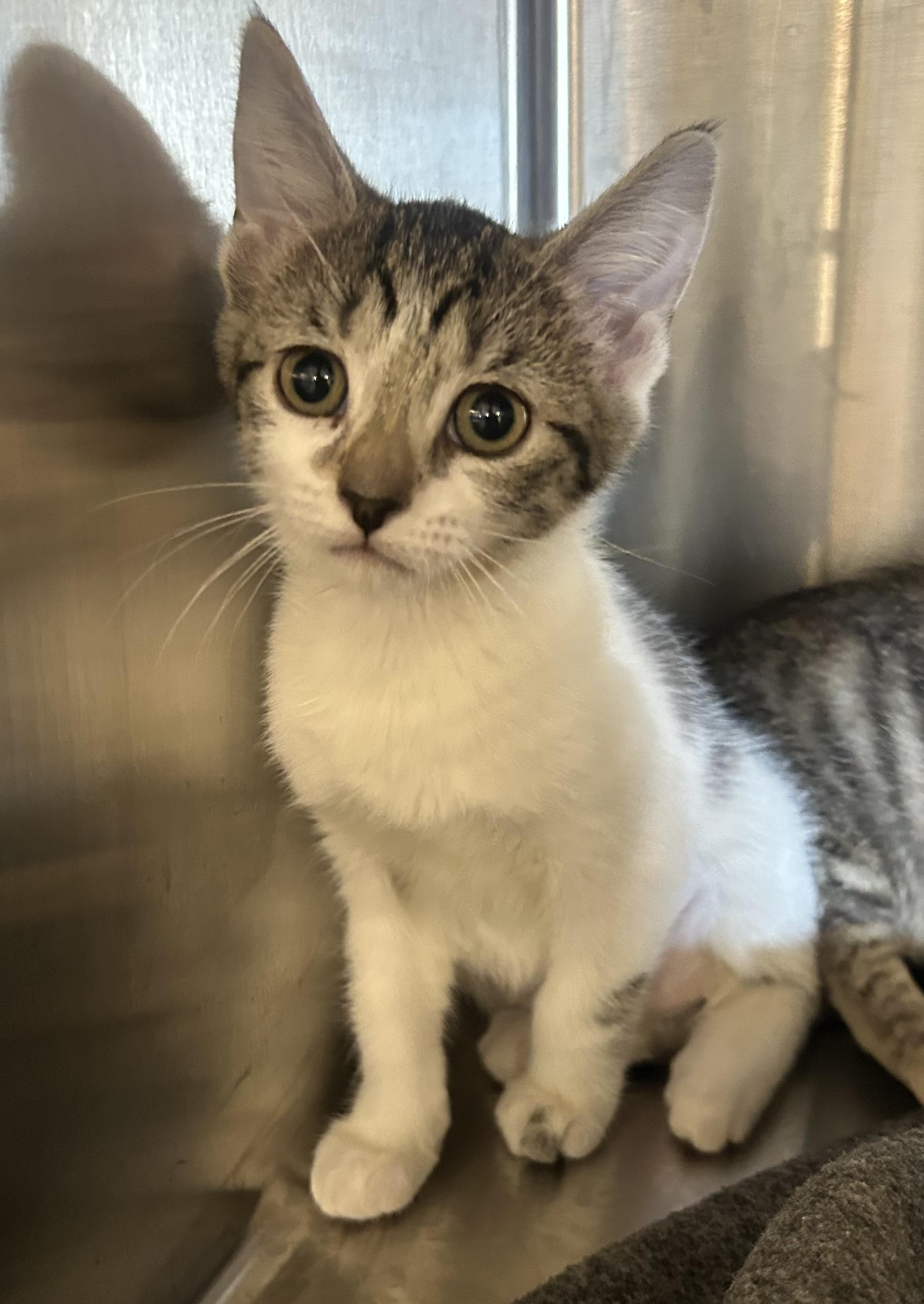 Dolly, a Adoptable Domestic Short Hair in Bloomsdale, MO image 2/3