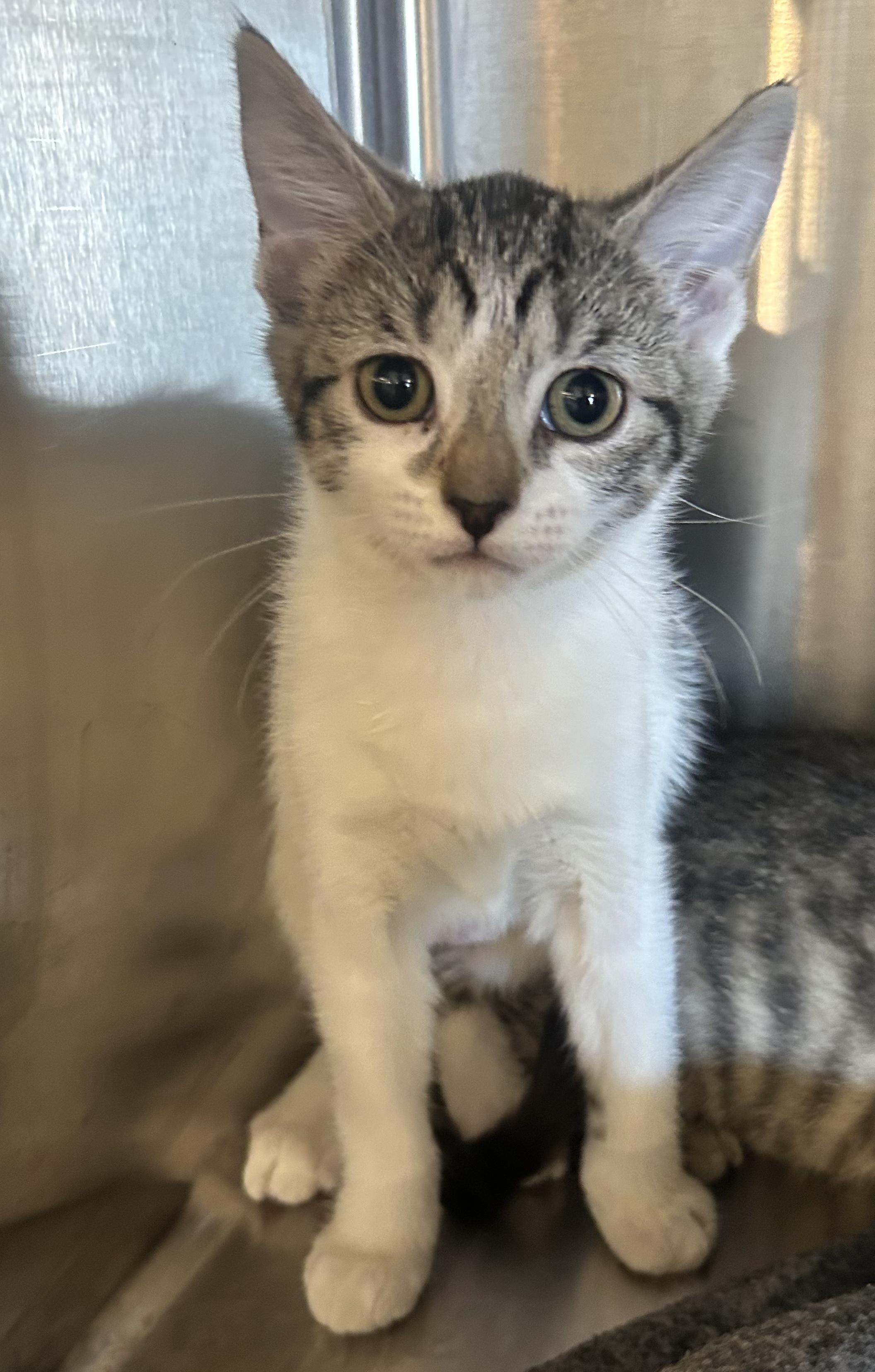 Dolly, a Adoptable Domestic Short Hair in Bloomsdale, MO image 1/3