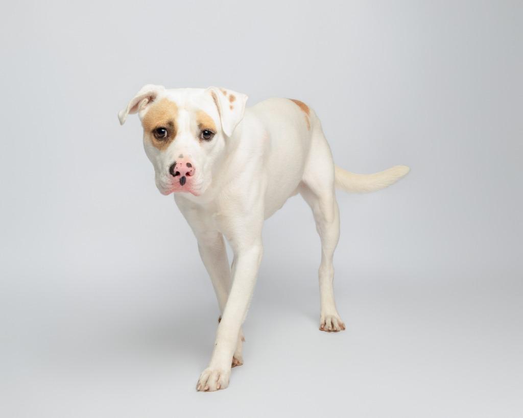 Cooper/ Amarillo, a Adoptable mixed breed in Rockport, TX image 4/6
