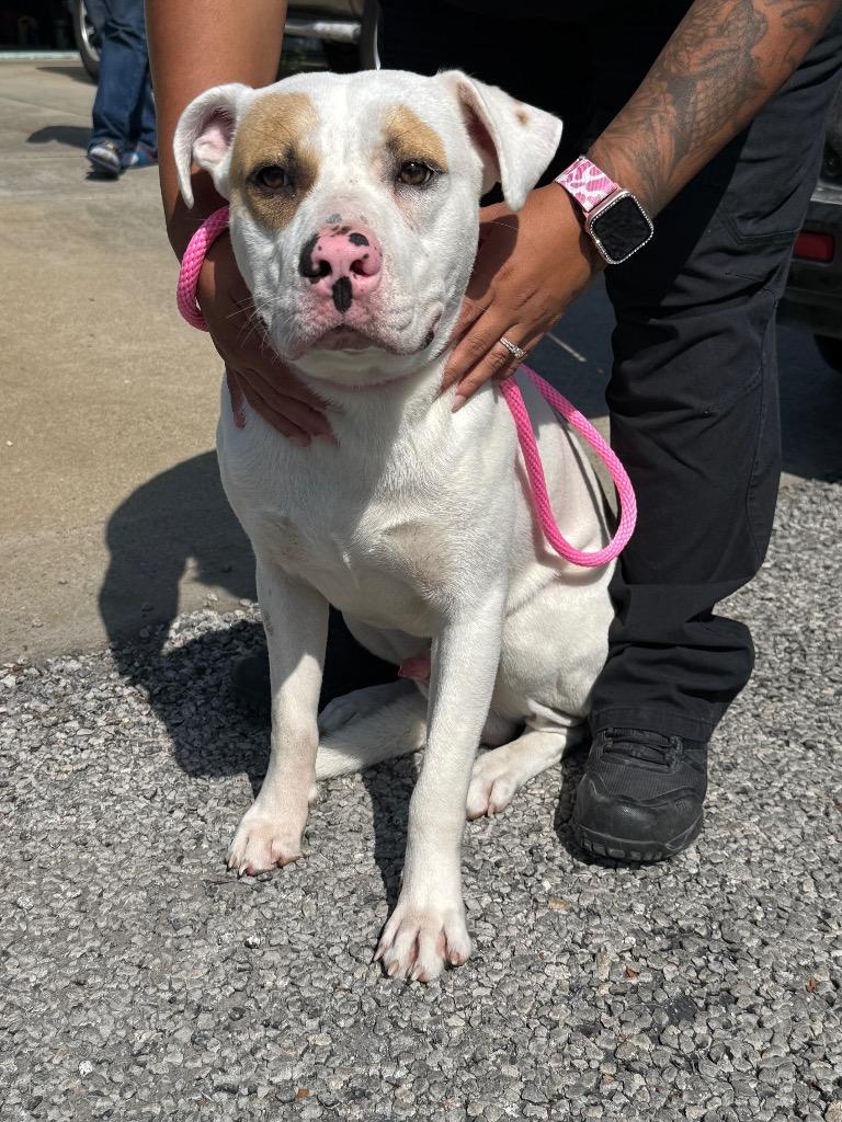 Cooper/ Amarillo, a Adoptable mixed breed in Rockport, TX image 5/6