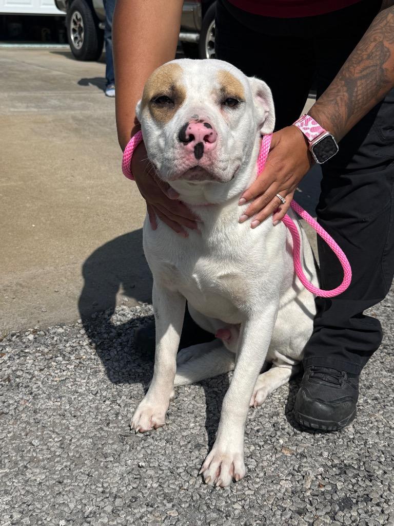 Cooper/ Amarillo, a Adoptable mixed breed in Rockport, TX image 6/6