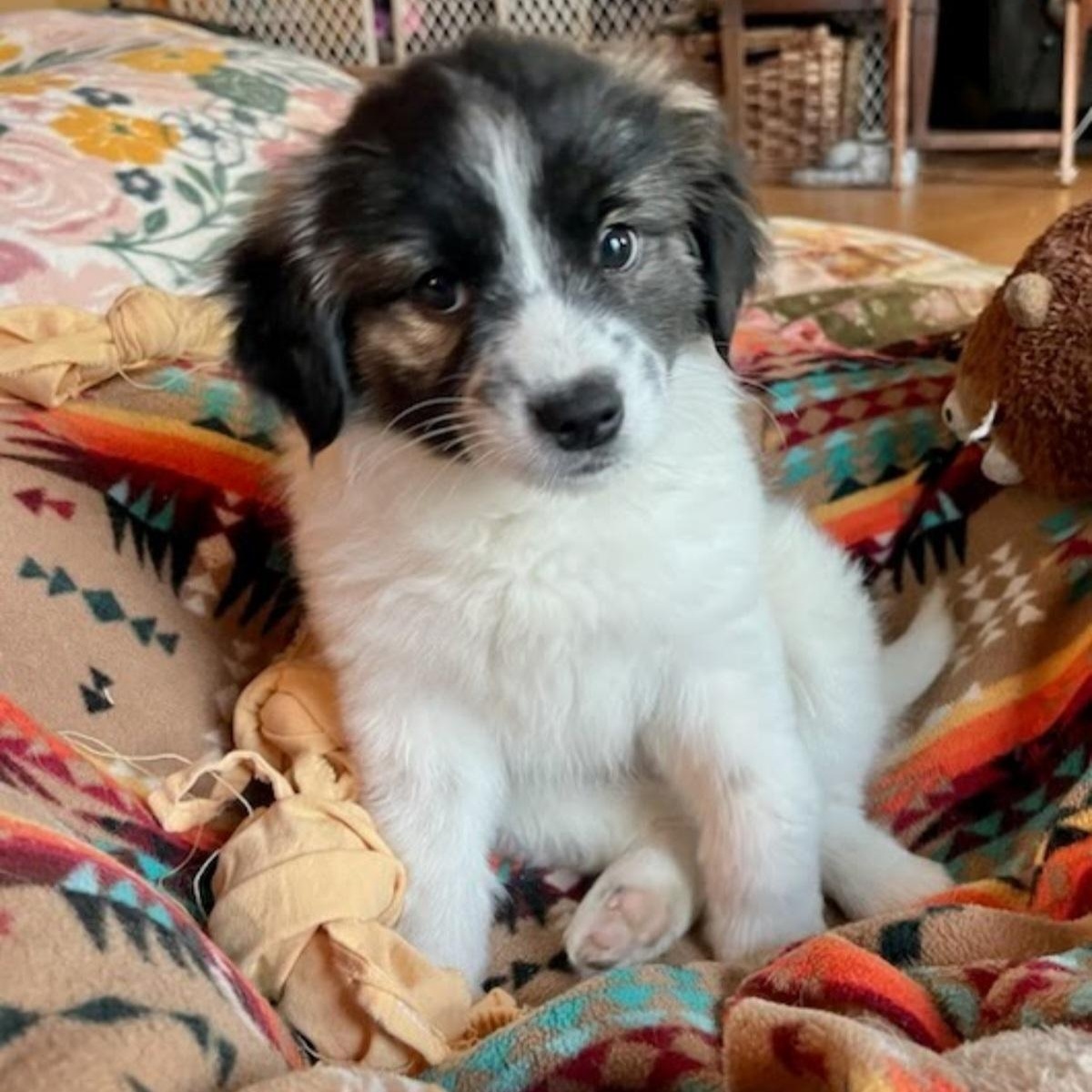 Haven, adopted, Puppy Female Poodle.