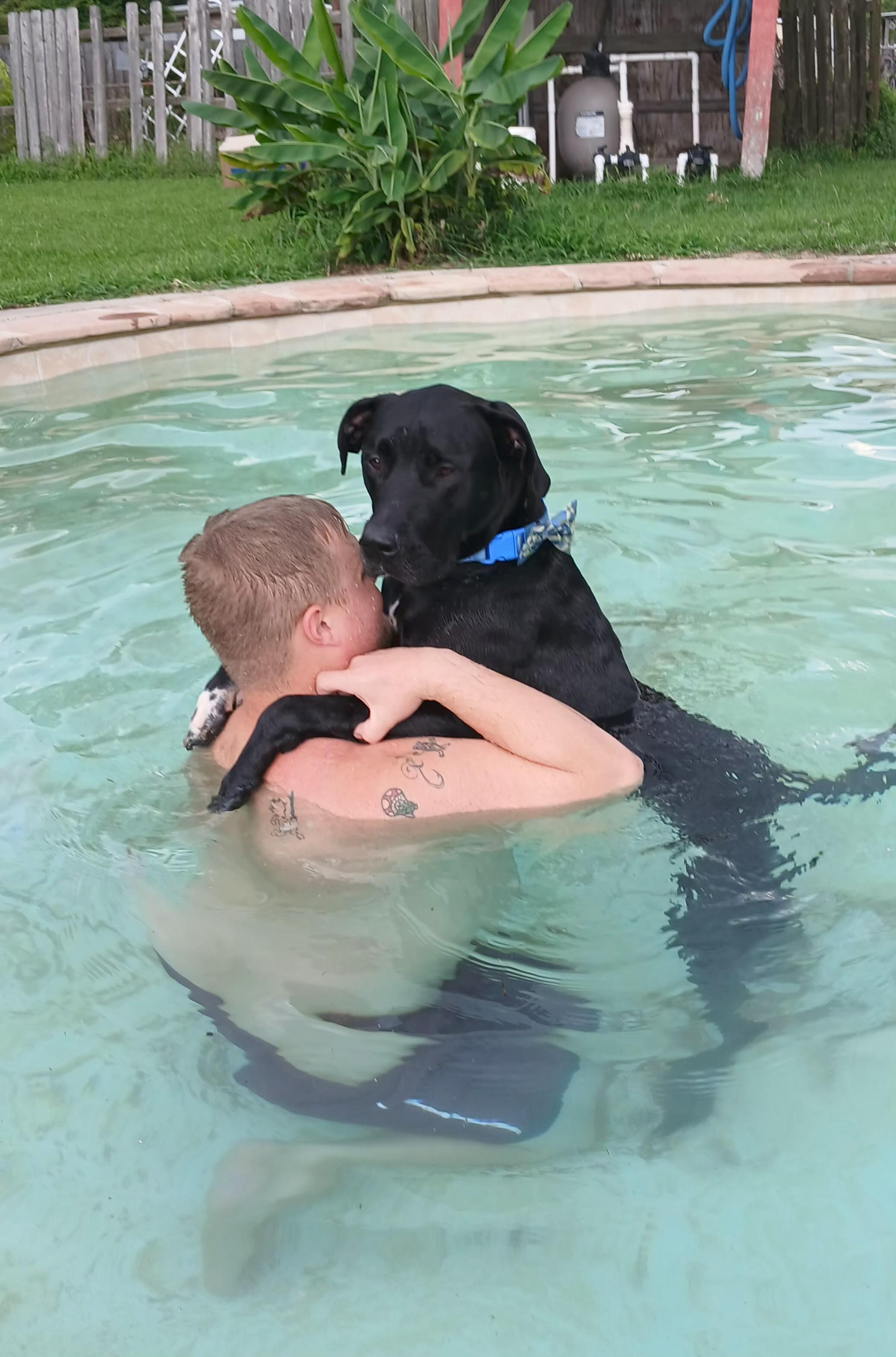 Miles, ADOPTABLE, Young Male Great Dane & Labrador Retriever.