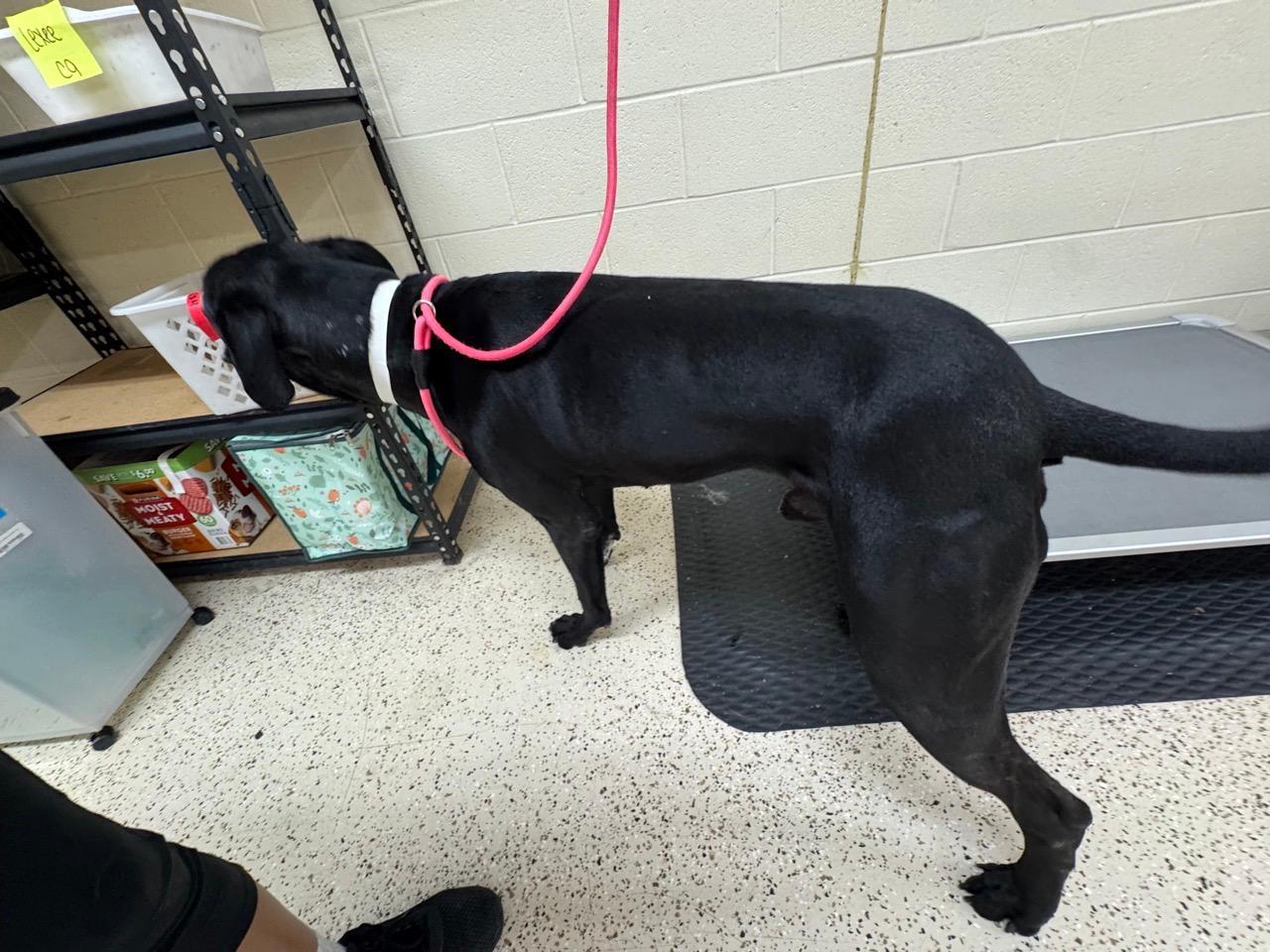 Hank, a ADOPTABLE mixed breed in Houston, TX image 5/6
