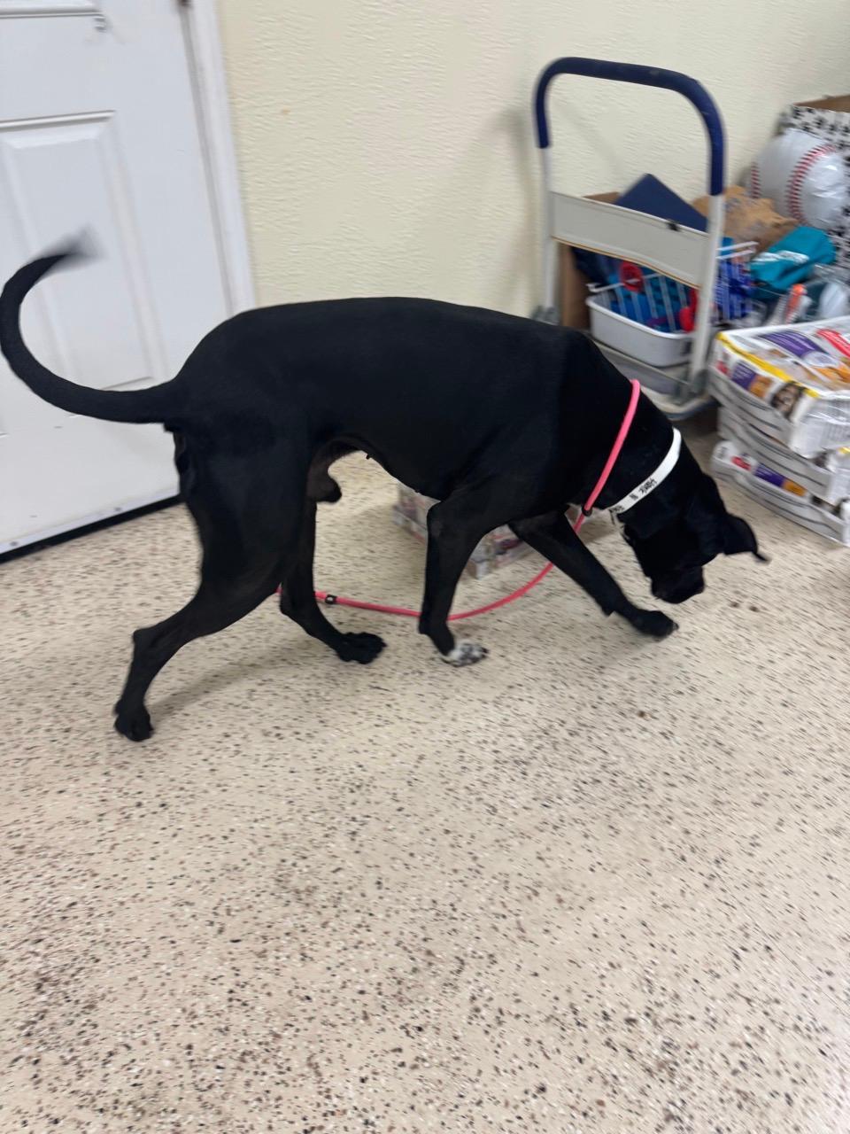 Hank, a ADOPTABLE mixed breed in Houston, TX image 4/6