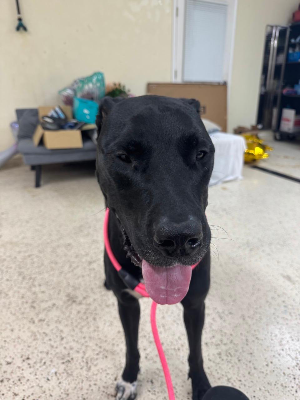 Hank, a ADOPTABLE mixed breed in Houston, TX image 6/6