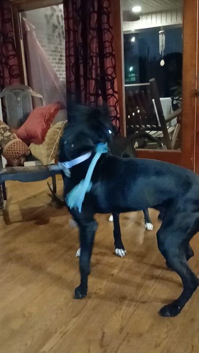 Enlarge Miles, a ADOPTABLE mixed breed in Houston, TX video 4/4