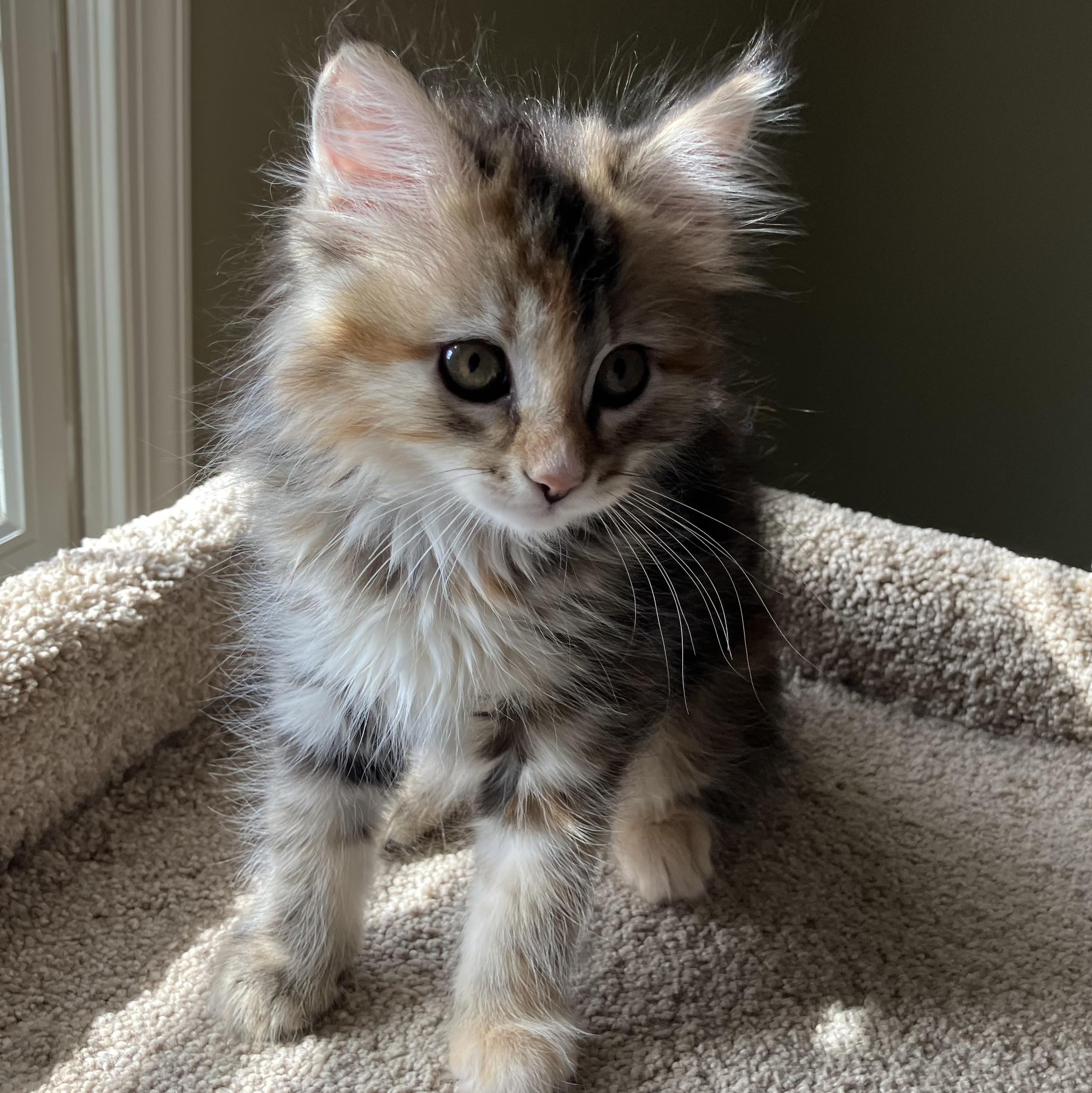 Piglet, an adopted mixed breed in Germansville, PA image 3/3
