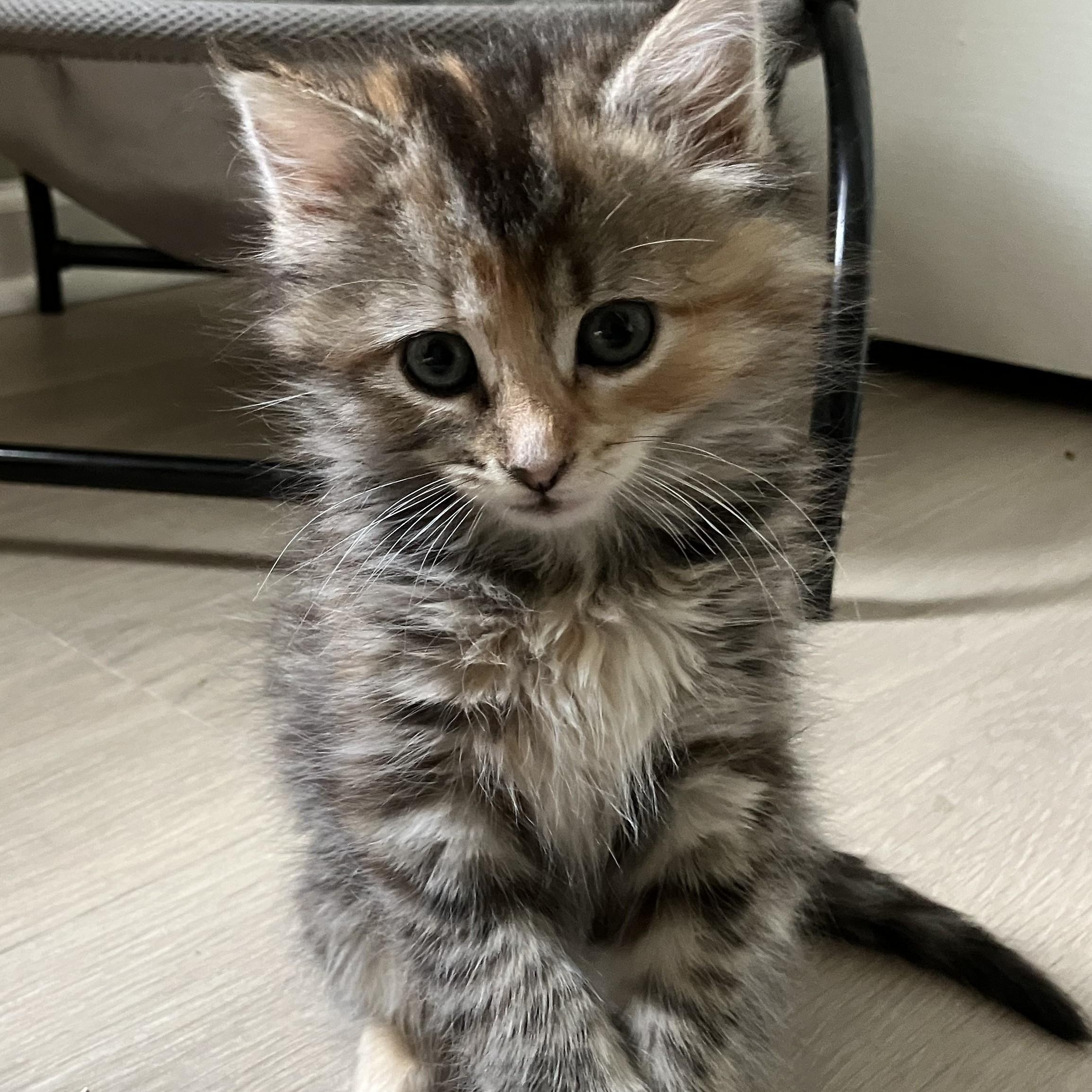 Piglet, adopted, Kitten Female Domestic Medium Hair & Torbie.