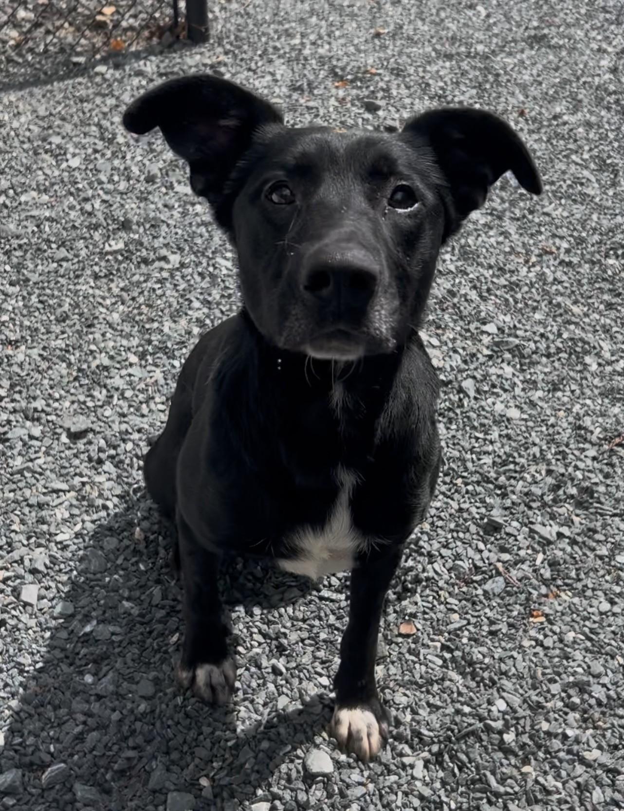 Coal, ADOPTABLE, Adult Male Mixed Breed.