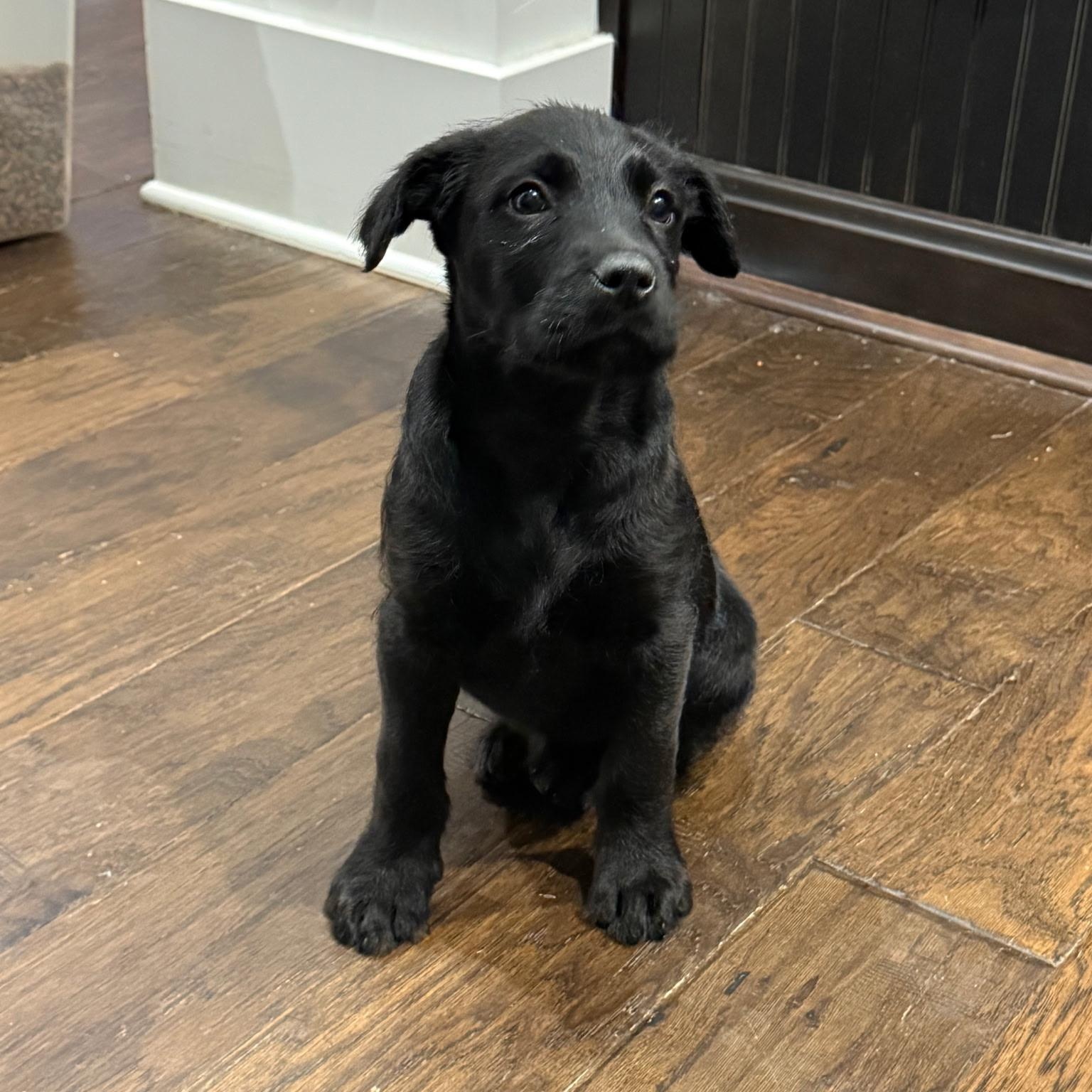 Wren, adopted, Puppy Female Labrador Retriever & Terrier.
