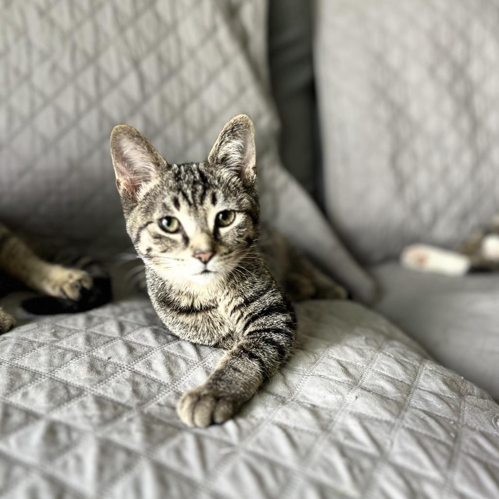 Cory, Adoptable, Young Male Domestic Short Hair.