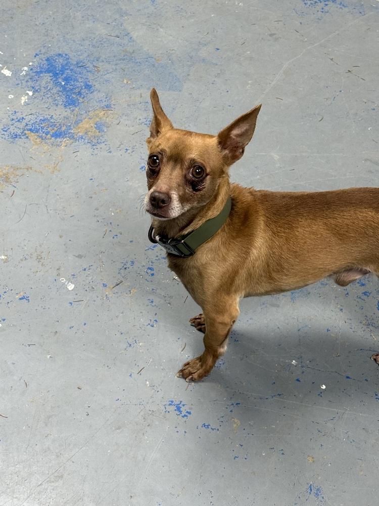 Enlarge Rocco, a Adoptable mixed breed in Franklin, PA image 2/3