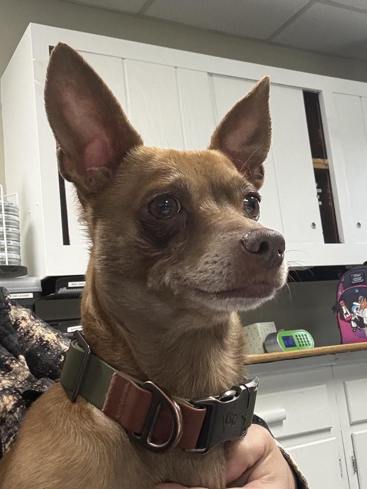 Enlarge Rocco, a Adoptable mixed breed in Franklin, PA image 3/3