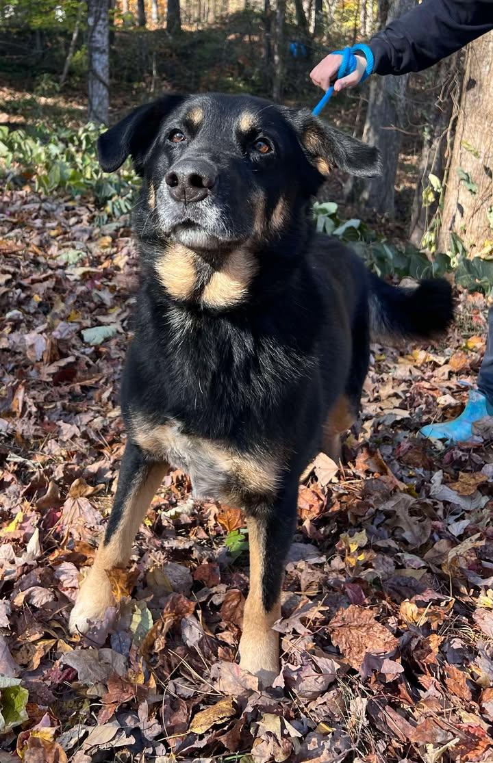 Enlarge Ranger, a Adopted Shepherd in Clarkesville, GA image 1/1