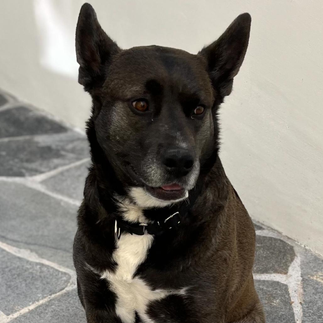 Enlarge Annie, a Adoptable mixed breed in San Diego, CA image 1/6