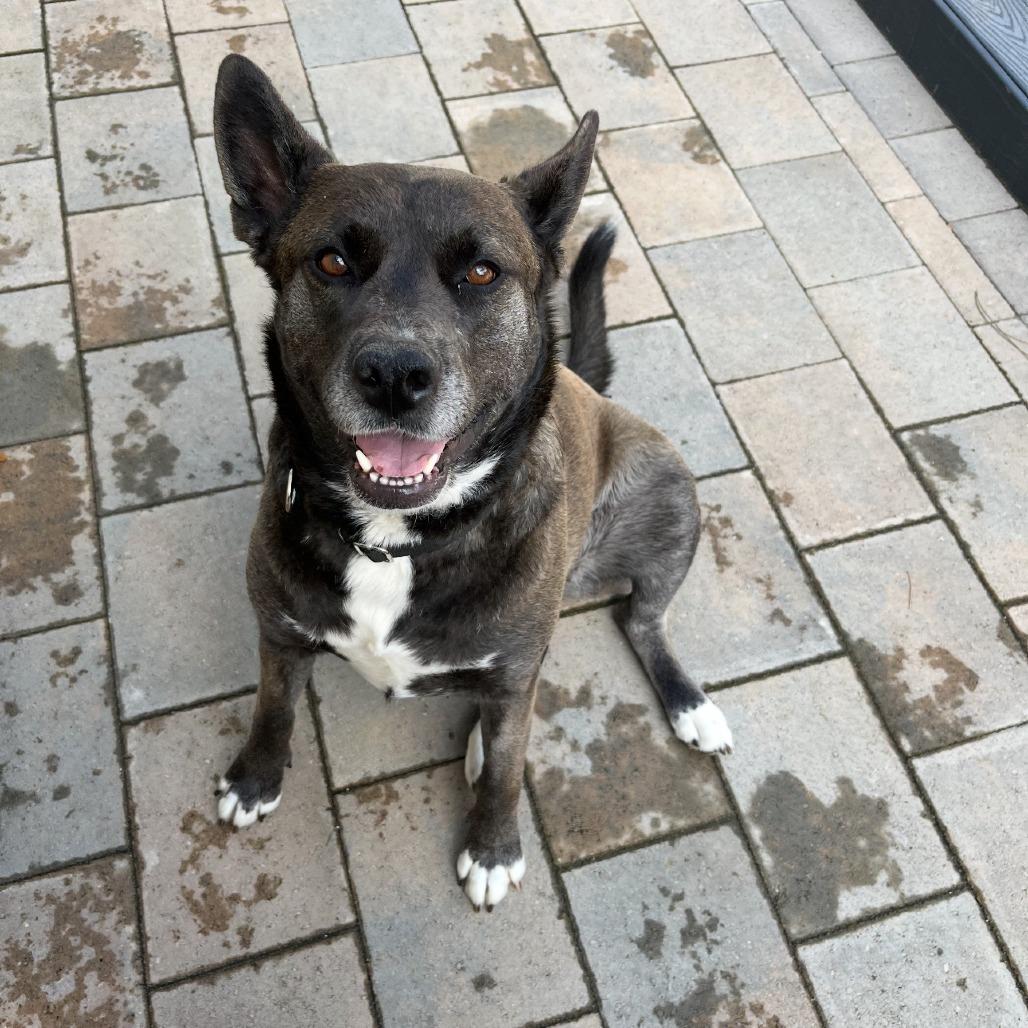 Enlarge Annie, a Adoptable mixed breed in San Diego, CA image 1/3