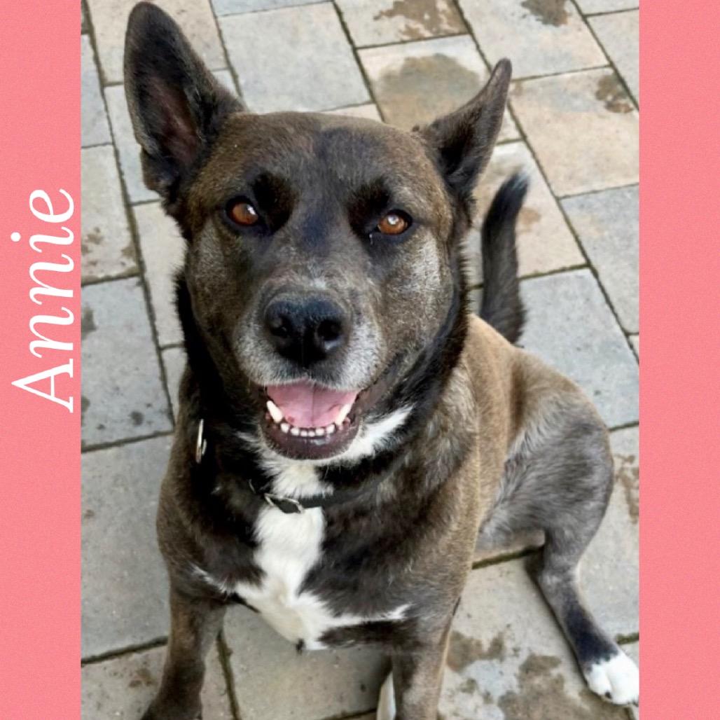 Enlarge Annie, a Adoptable mixed breed in San Diego, CA image 2/3