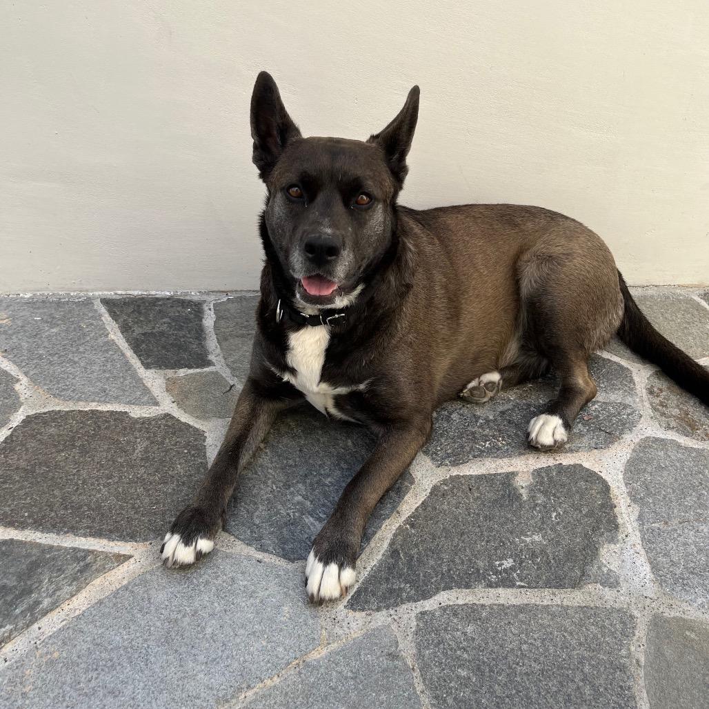 Enlarge Annie, a Adoptable mixed breed in San Diego, CA image 4/6