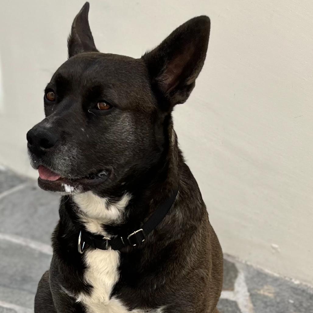 Enlarge Annie, a Adoptable mixed breed in San Diego, CA image 6/6