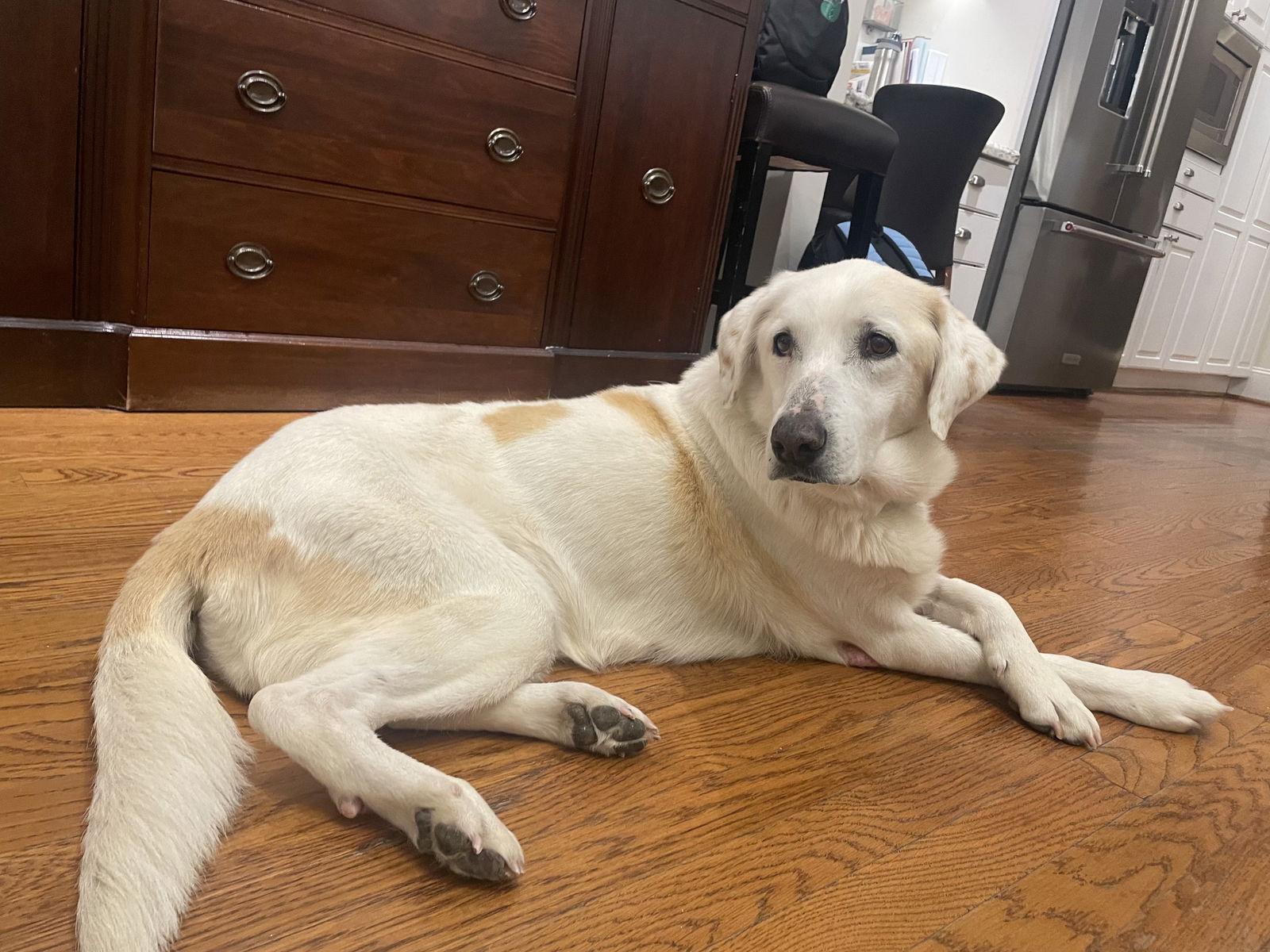 Dolly, Adoptable, Adult Female Labrador Retriever & Great Pyrenees.