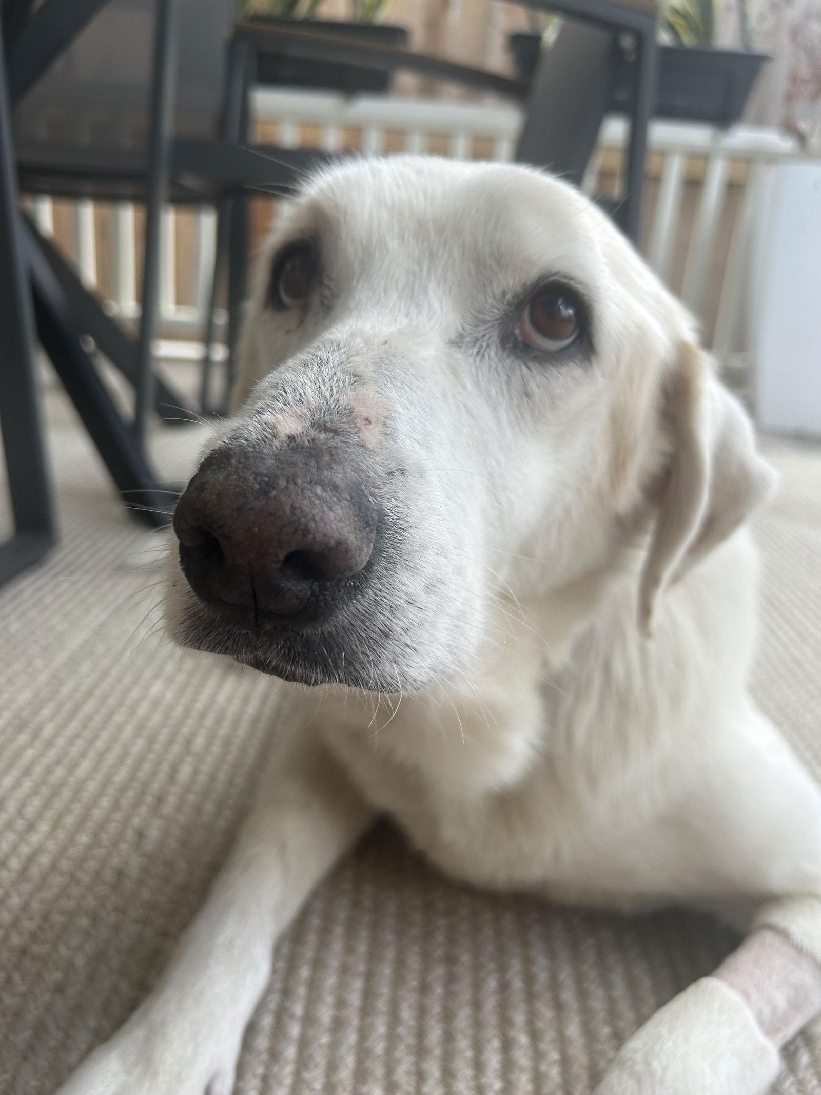 Enlarge Dolly, a Adoptable mixed breed in Houston, TX image 2/3