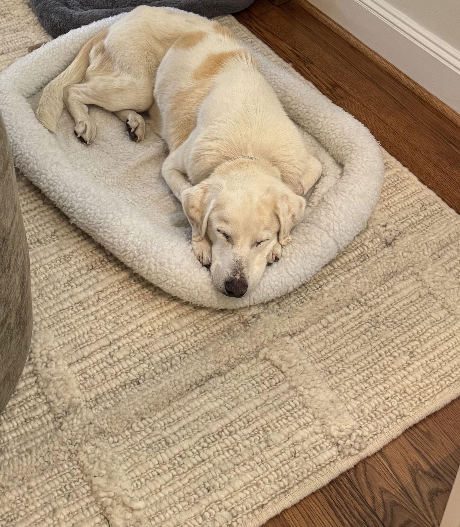 Enlarge Dolly, a Adoptable mixed breed in Houston, TX image 3/3